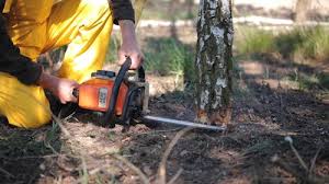 Trusted Presidio, TX Tree Care Services Experts