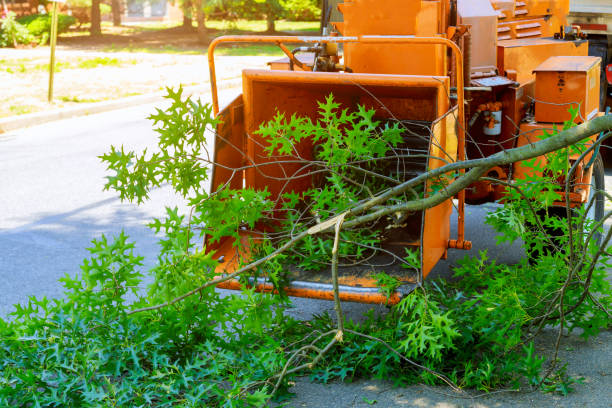 Best Palm Tree Trimming  in Presidio, TX