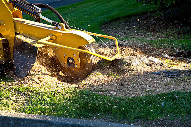 How Our Tree Care Process Works  in  Presidio, TX